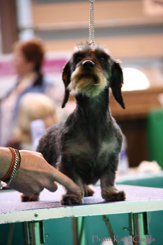 Crufts2011_2 1226.jpg